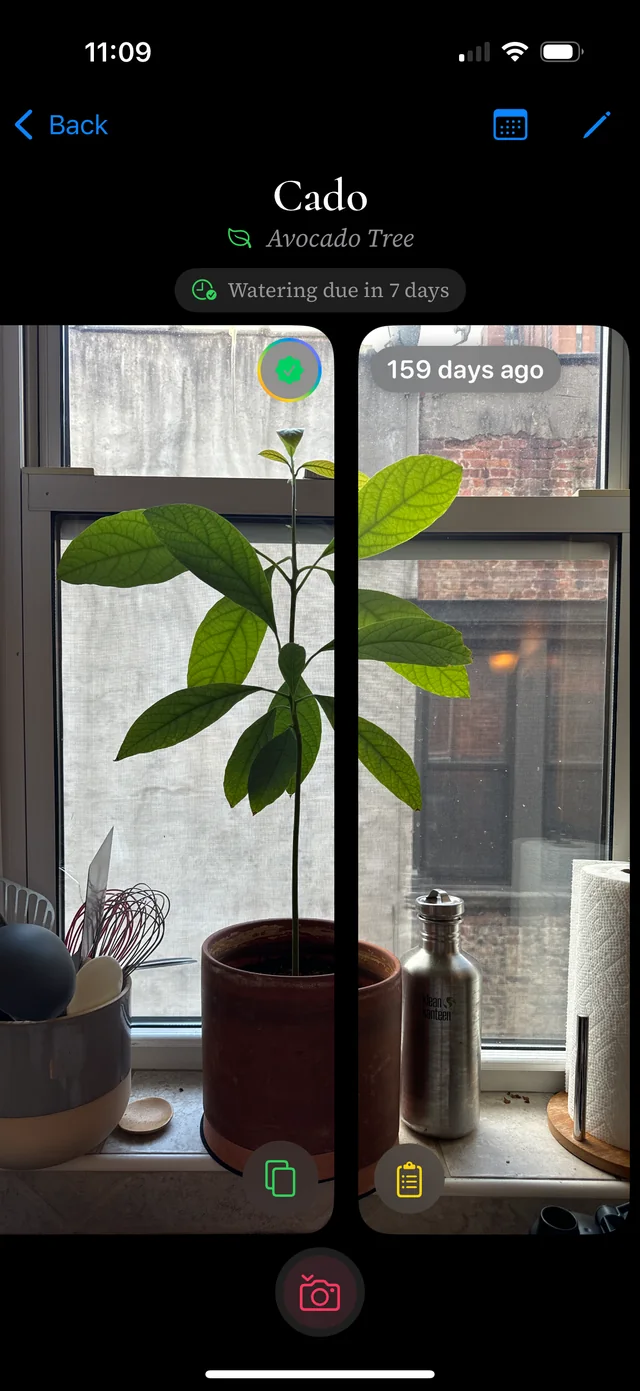 Side-by-side photographs showing an avocado tree’s growth over 159 days in Ginkgo.